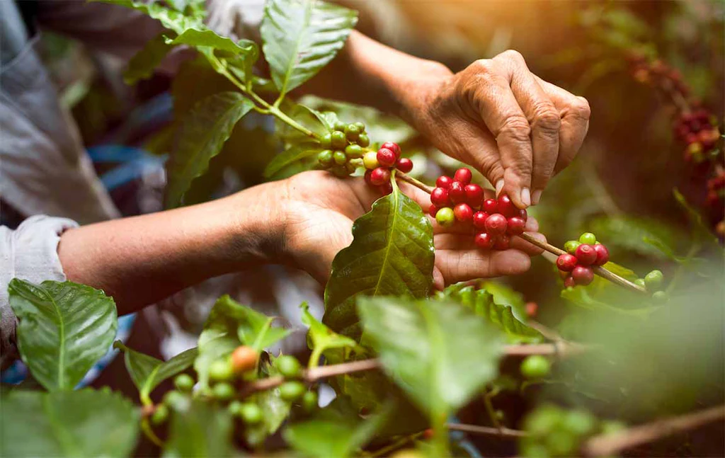 Sustainable Coffee Farming Practices